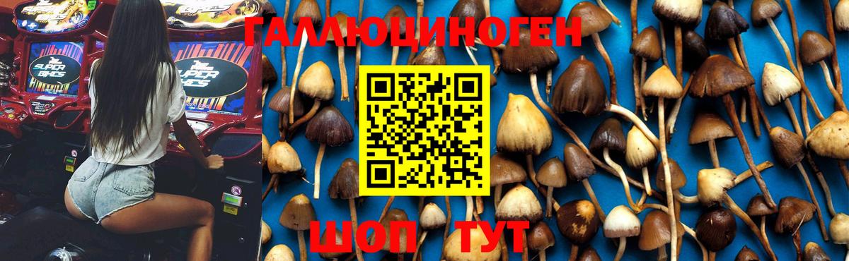 Псилоцибиновые грибы Psilocybe  Вход с VPN  Удомля 